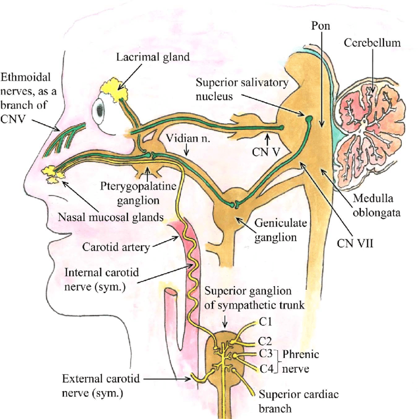 Trigeminal nerve facial nerve