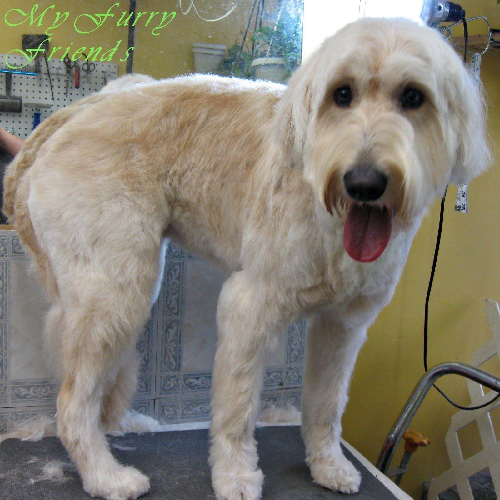 best of Picture Shaved labradoodle