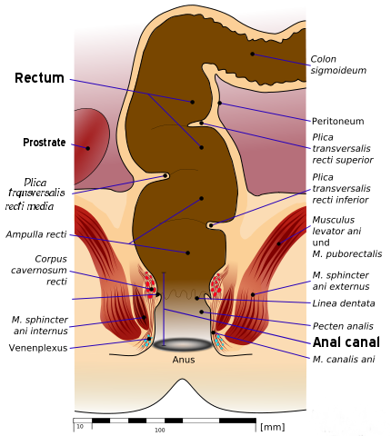 Anal butt rectal