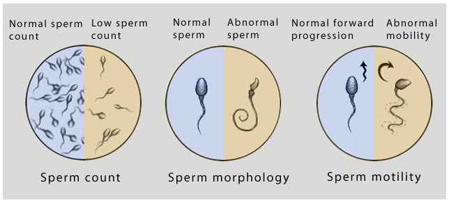 Home made sperm enhancers