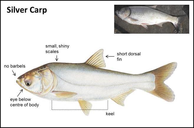 Asian carp physical descripation