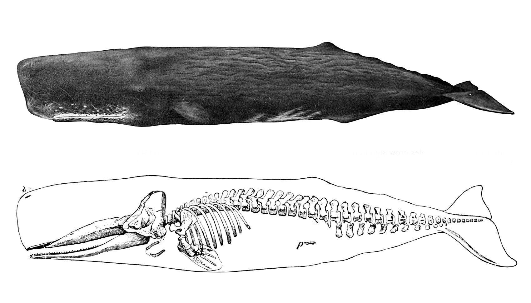 best of Wikipedia Sperm whale