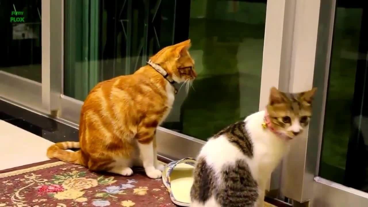 Kittens meowing funny