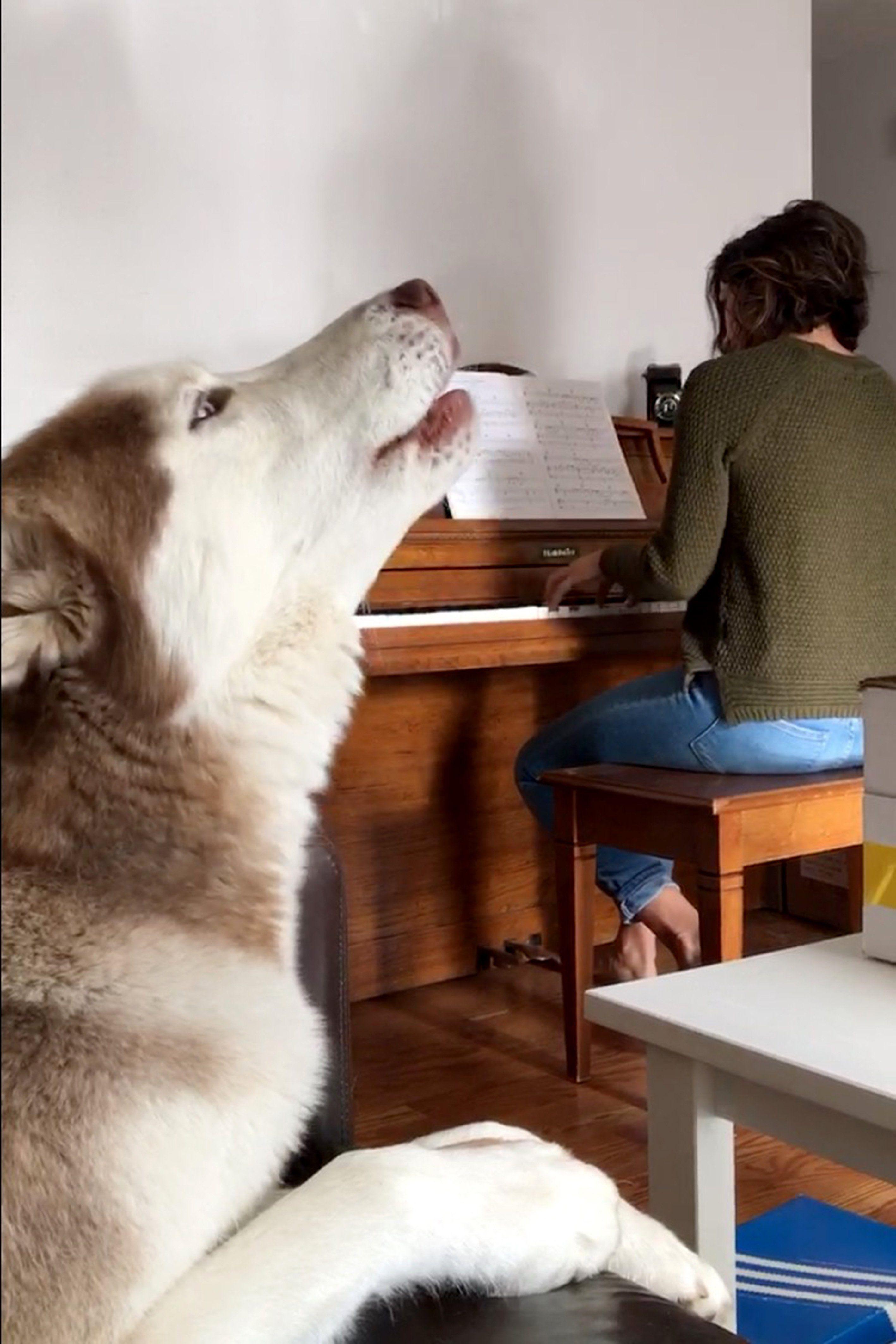 Evil E. reccomend Dog singing at piano