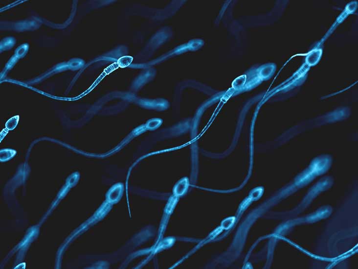 best of Long are sperm alive How