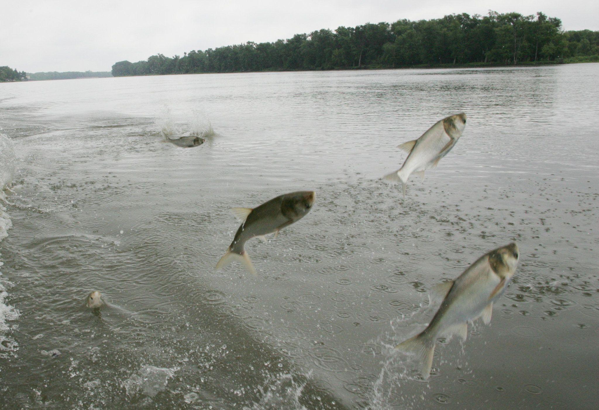 Snapdragon reccomend Asian carp ohio river