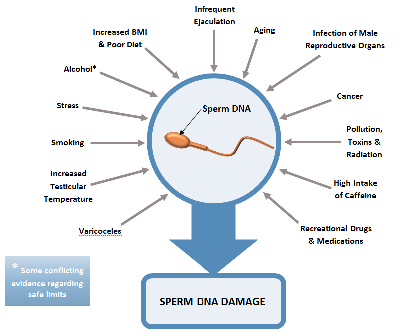 Reed reccomend Fragmented dna sperm
