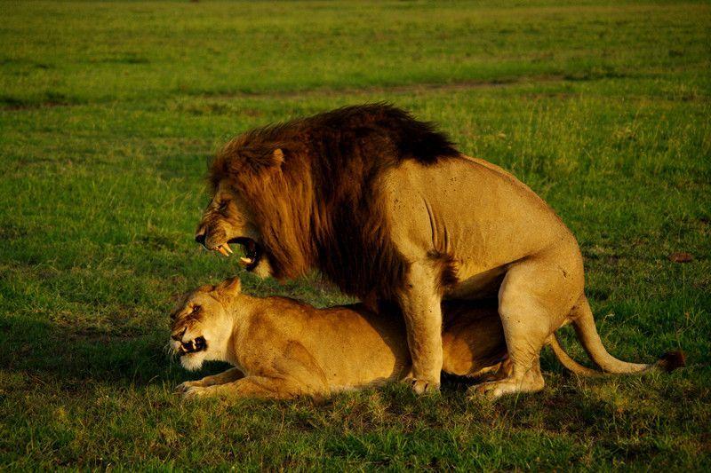 Lions sex