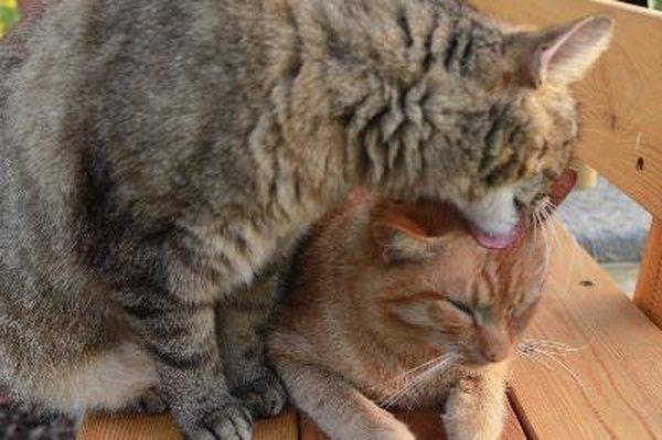 best of Humans Cats lick