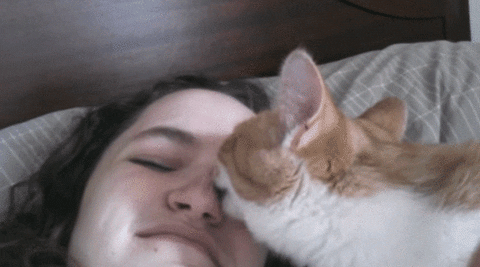 Cats lick humans