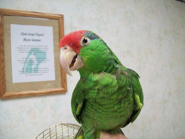 best of Redhead amazon parrot Mexican