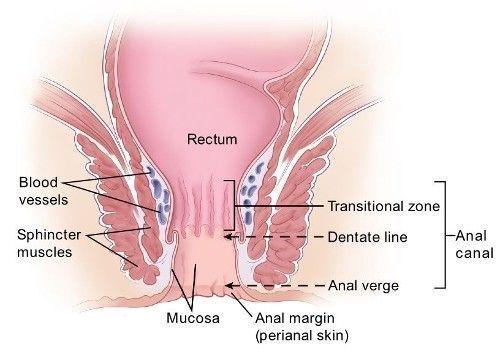 Tin M. reccomend Mucous release from anus
