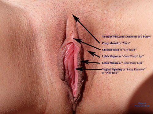 best of Vagina Nude anatomy of
