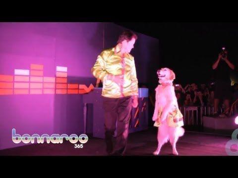 Dog dancing to nirvana