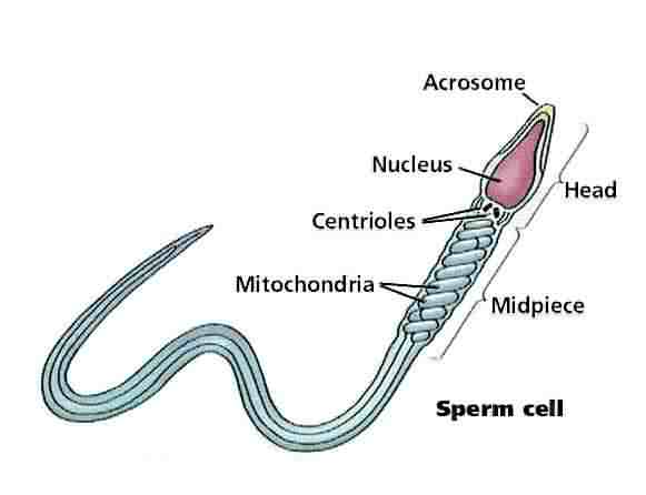 best of Cell sperm Organelles in