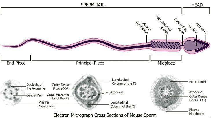 HTML reccomend Organelles in sperm cell