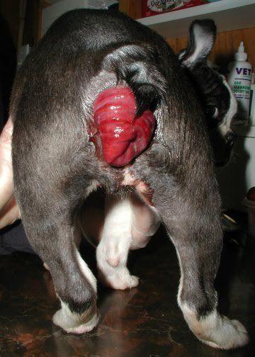 Protruding anus in puppy