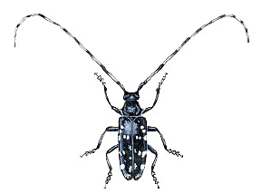 Wind reccomend Adult asian longhorn beetle