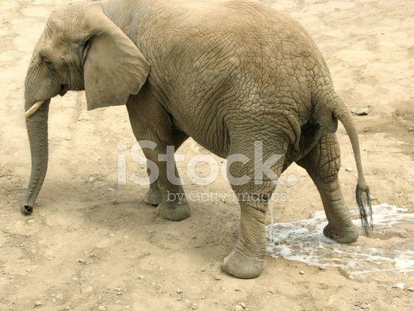 best of Elephant cartoon Peeing