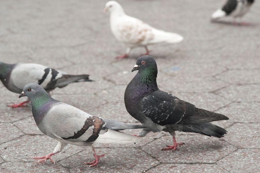 best of Names pigeons Funny for