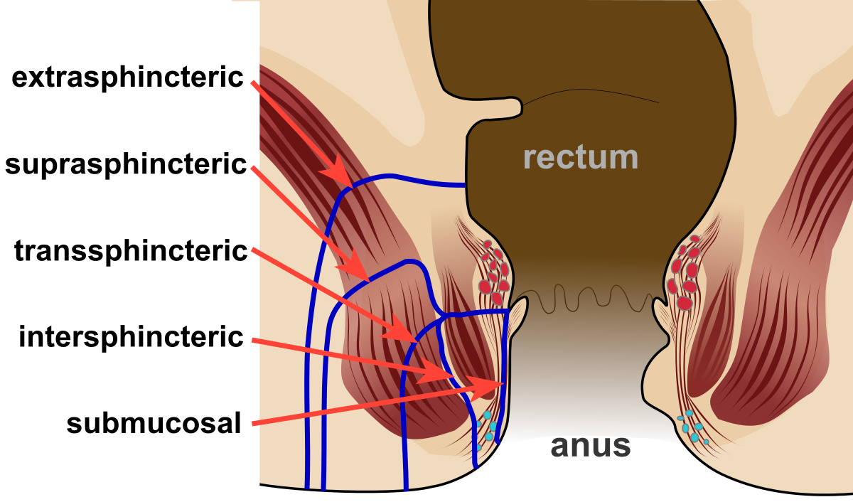 Bloomer reccomend Anus info and diagram