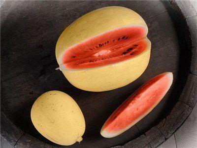 Skittle reccomend New hampshire midget watermelon seed