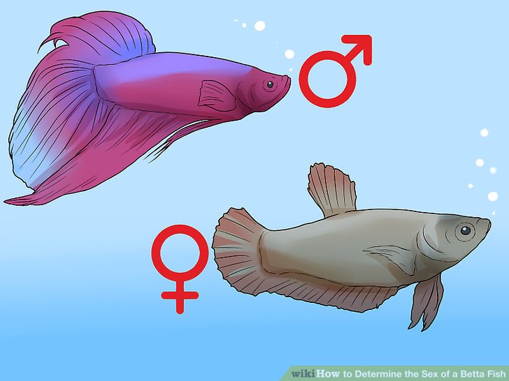 best of Of a fish Sex beta