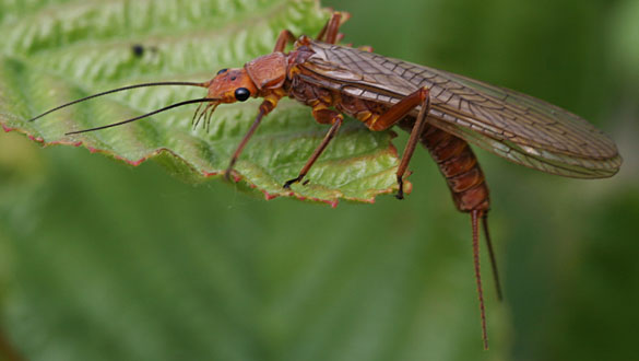 Golden stonefly adults