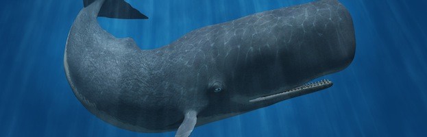 The E. Q. recommendet whale behavior Sperm