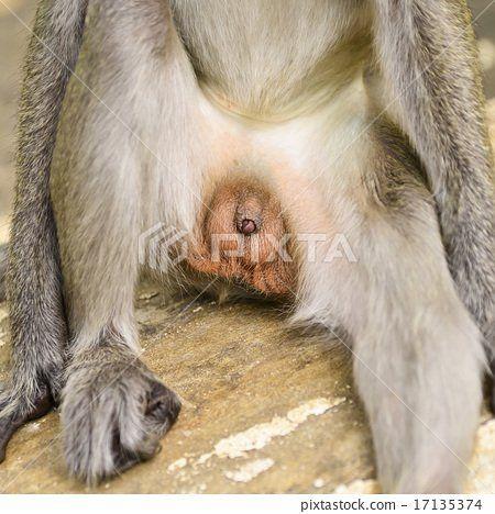 Photos of porn star fucking real monkey animal