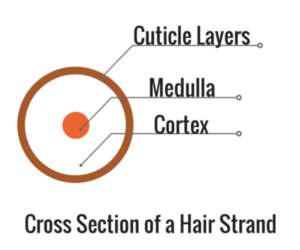 Boomer reccomend Carrier oils that penetrate hair cortex