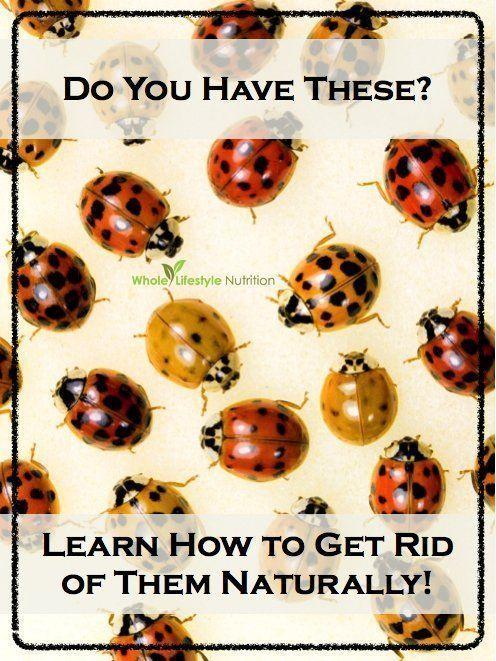 best of Ladybug around the Asian world from recipes