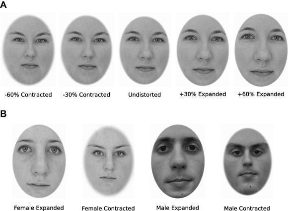 Facial features categorize