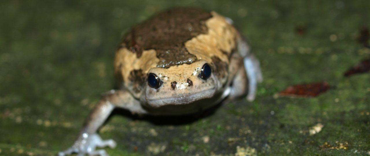 Wishbone reccomend Chubby frog habitas