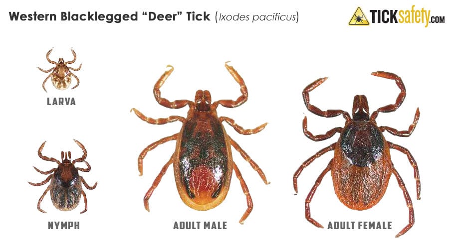 Adult female deer tick