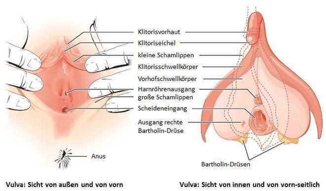 Biscuit reccomend Anatomy of human clitoris kopsch