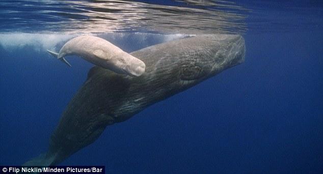 best of Whale sex Sperm