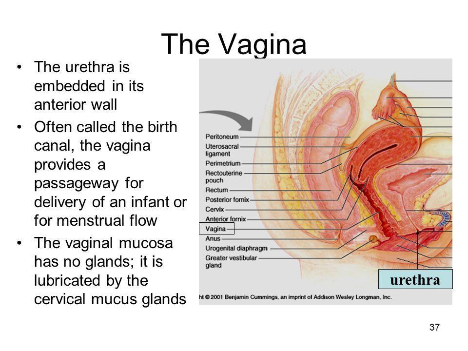 best of The vagina that lubricate Glands