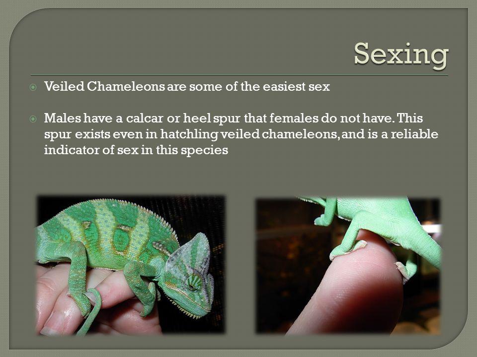 Veiled chameleon how to tell sex
