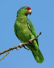 Mexican redhead amazon parrot