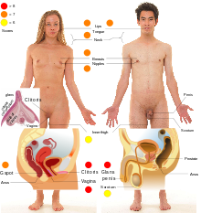 Body zones erotic