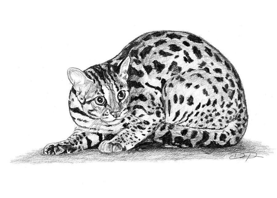 best of Sketches Asian cat