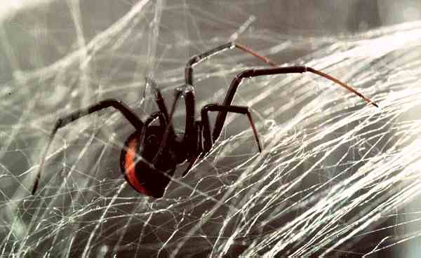 Penetration of spider fangs in skin