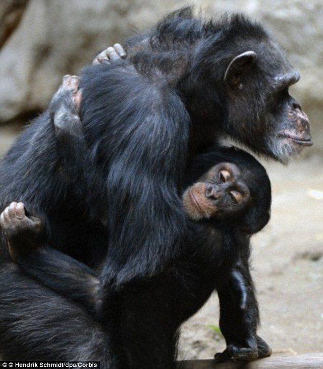best of Lady sex a having Chimpanzee with