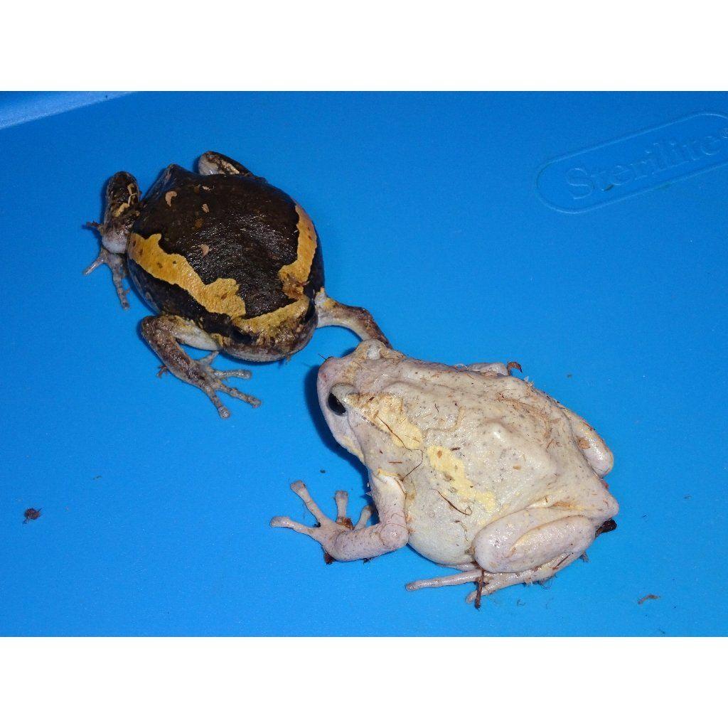 Chubby frog picture image