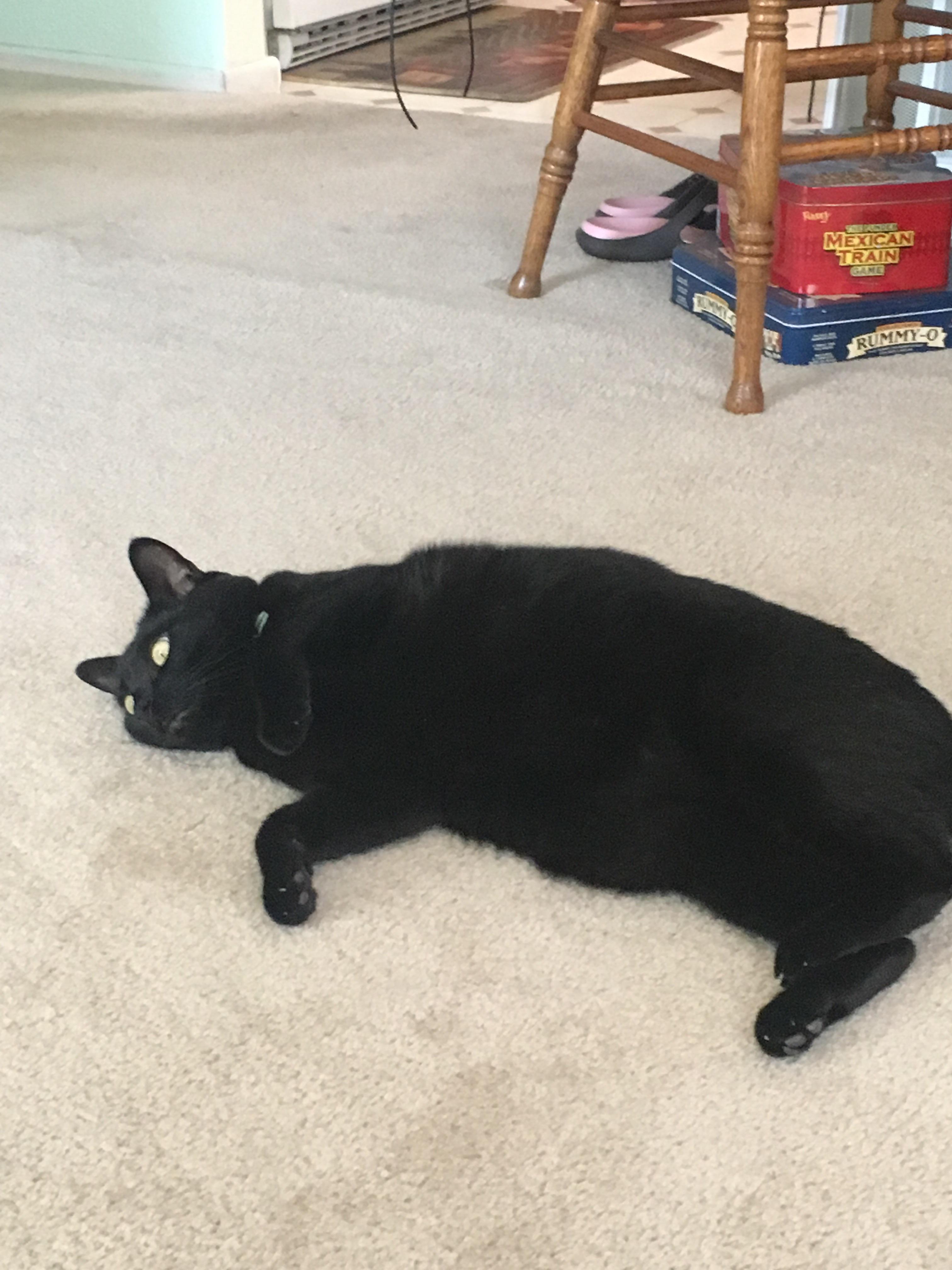Chubby panther pics