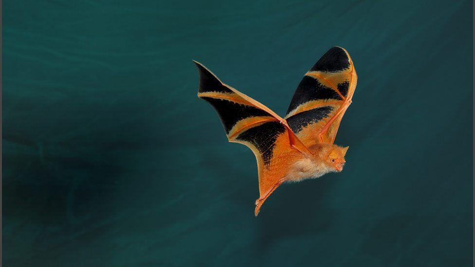 Maddux reccomend Asian painted bat