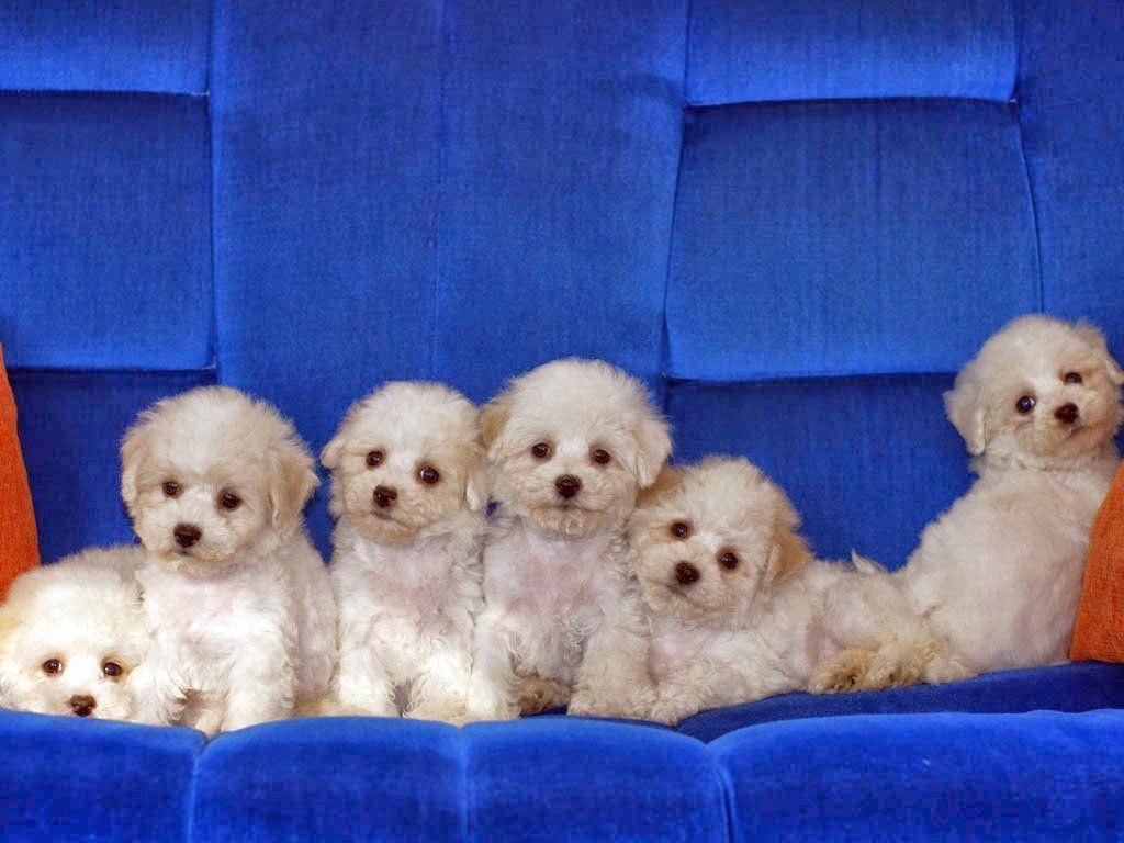 best of Bichon puppies Funny frise