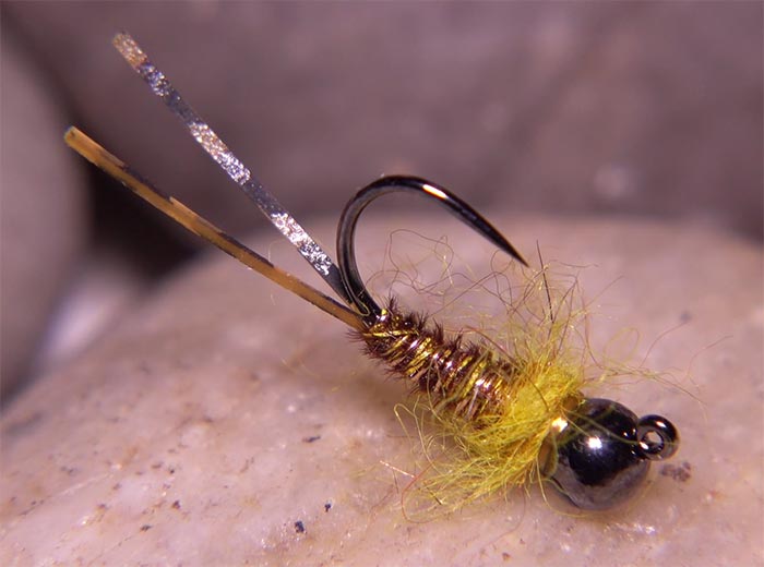 Shoe S. reccomend Golden stonefly adults