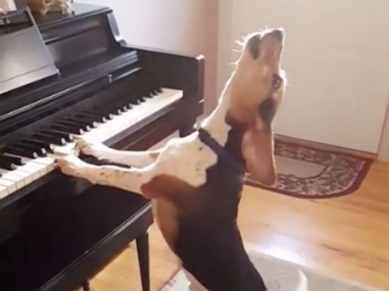 Sugar P. reccomend Dog singing at piano